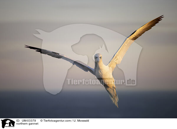 Basstlpel / northern gannet / UM-03379