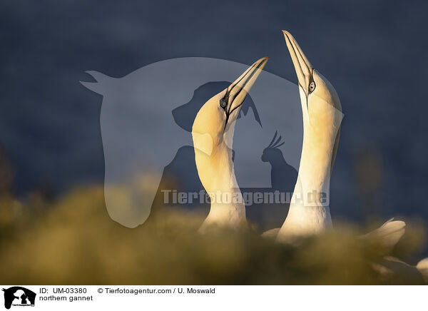 Basstlpel / northern gannet / UM-03380