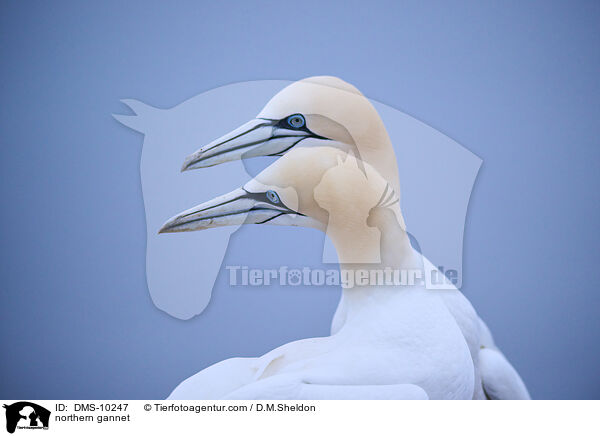 Basstlpel / northern gannet / DMS-10247