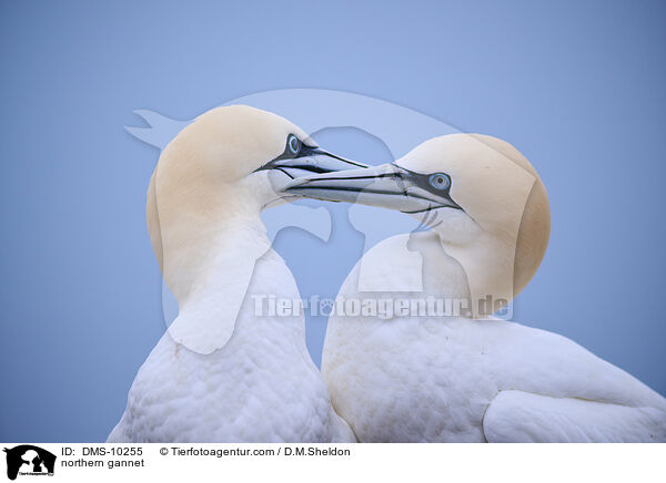 Basstlpel / northern gannet / DMS-10255