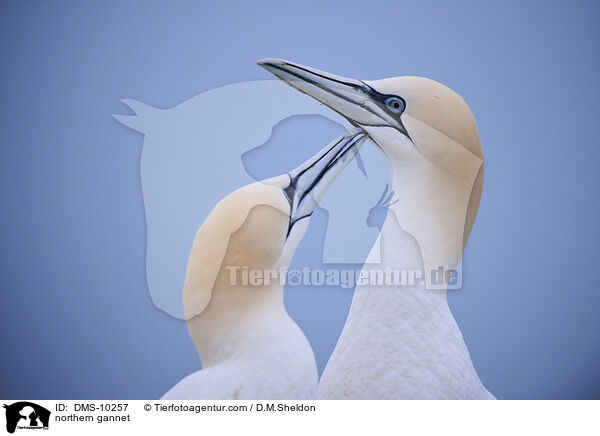 Basstlpel / northern gannet / DMS-10257