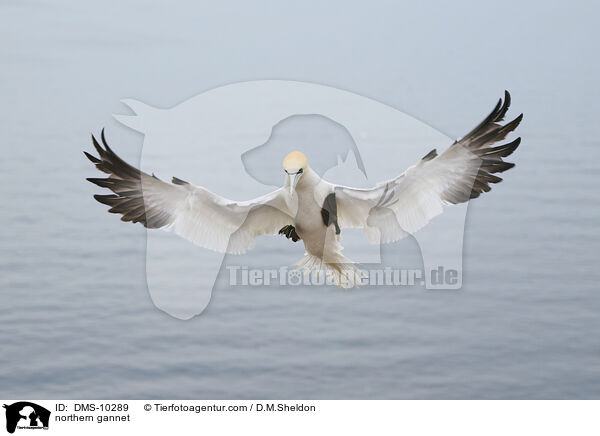 Basstlpel / northern gannet / DMS-10289