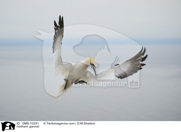 Basstlpel / northern gannet / DMS-10291