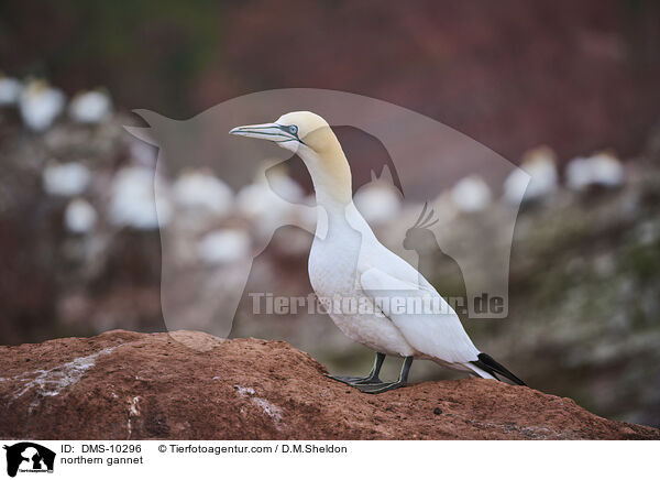 Basstlpel / northern gannet / DMS-10296