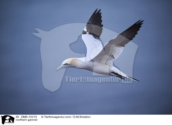 Basstlpel / northern gannet / DMS-10315