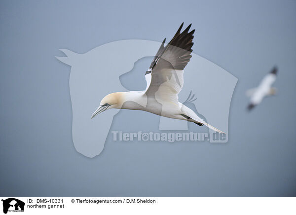 Basstlpel / northern gannet / DMS-10331