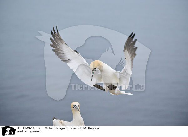 Basstlpel / northern gannet / DMS-10339