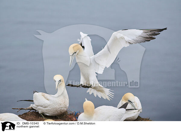 Basstlpel / northern gannet / DMS-10340