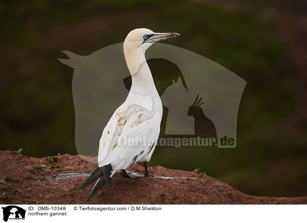 Basstlpel / northern gannet / DMS-10348