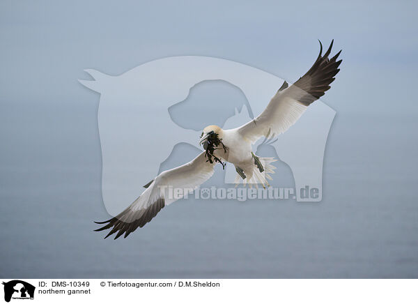 Basstlpel / northern gannet / DMS-10349