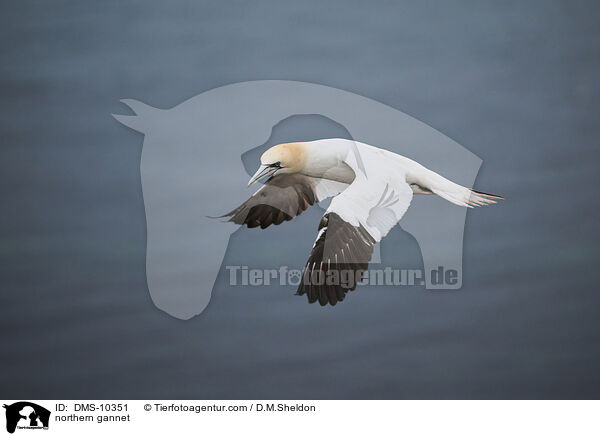 Basstlpel / northern gannet / DMS-10351