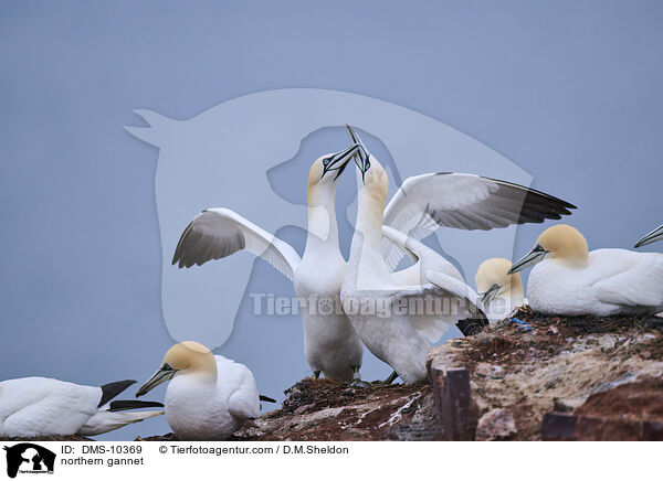 Basstlpel / northern gannet / DMS-10369