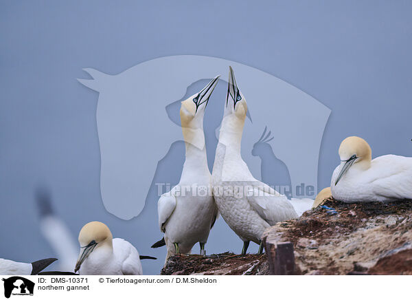 Basstlpel / northern gannet / DMS-10371