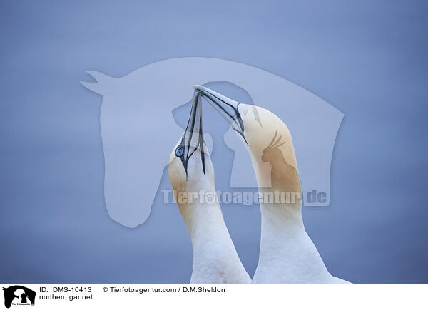 Basstlpel / northern gannet / DMS-10413