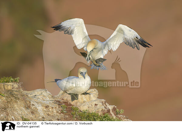 Basstlpel / northern gannet / DV-04135