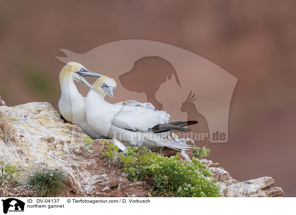 Basstlpel / northern gannet / DV-04137