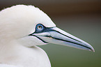 northern gannet