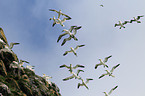 northern gannet