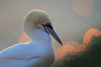 northern gannet