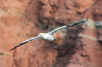 northern gannet