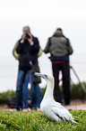 northern gannet