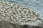 northern gannets