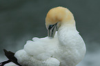 northern gannet