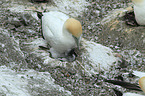 northern gannets