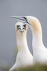 northern gannets