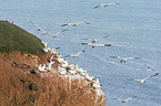 northern gannets