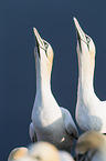 northern gannets