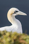 northern gannet