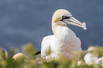 northern gannet