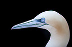 northern gannet