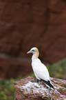 northern gannet