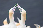 northern gannets