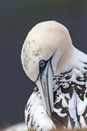 northern gannet