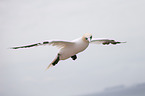 northern gannet