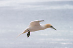 northern gannet