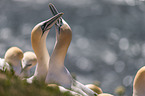 northern gannets