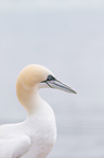 northern gannet