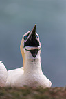 northern gannet