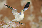 northern gannet