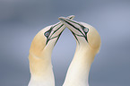 northern gannets