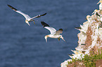 northern gannets