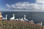 northern gannets