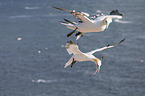 northern gannets