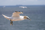 northern gannet