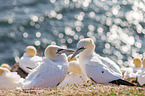 northern gannets