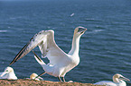 northern gannets